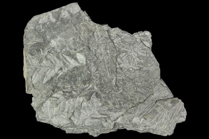 Carboniferous Fossil Fern (Sphenopteris) Plate - Poland #111649